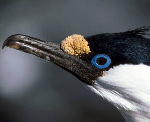 blue eyed shag