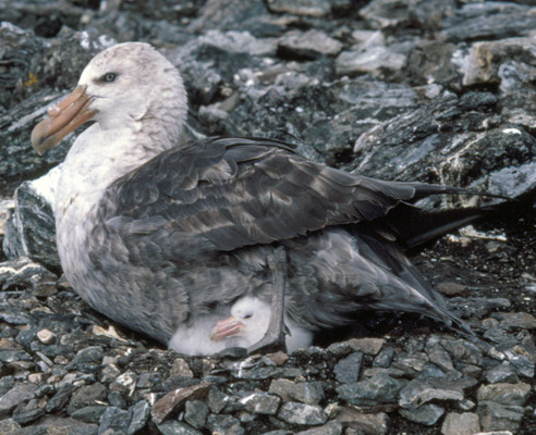 giant petrel