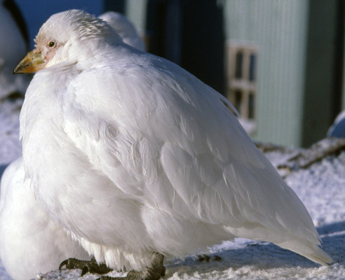 snowy sheathbill