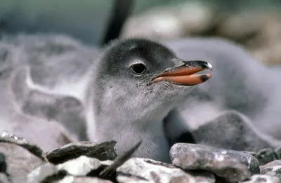 gentoo penguin chick