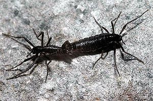 Antarctic insect facts