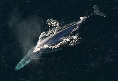 blue whale facts
