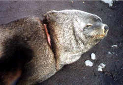 Fur seal with injury caused by a packing strap