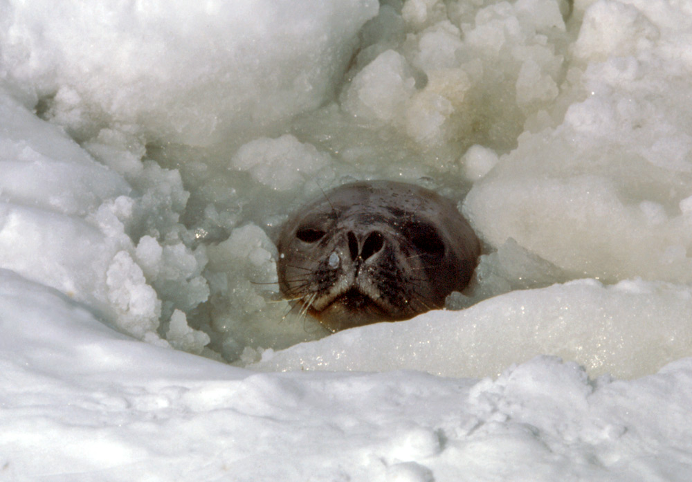 Wild Winters: How Do Animals Survive the Extreme Cold?