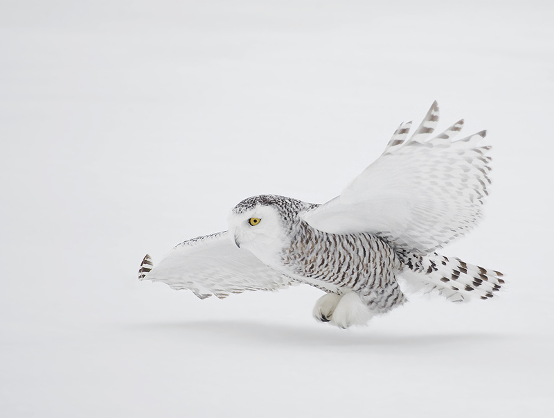 Snowy Owl in flight