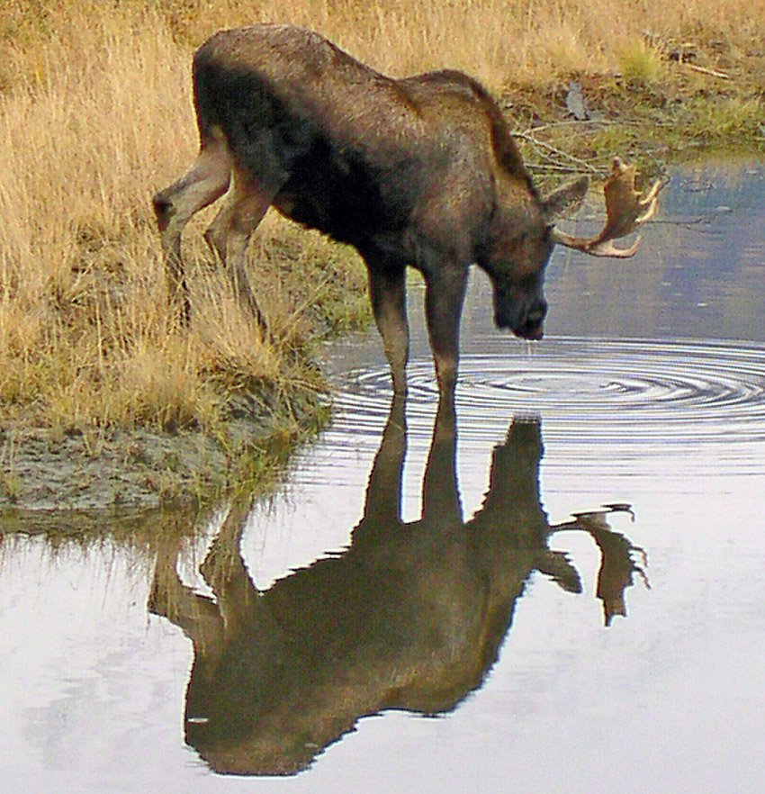 Moose / Elk