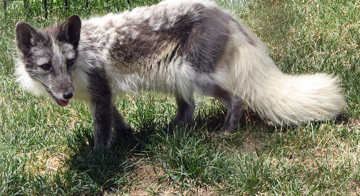 arctic fox adaptations