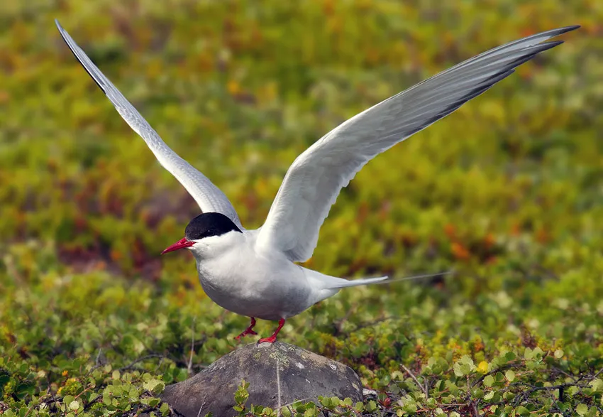 Arctic tern