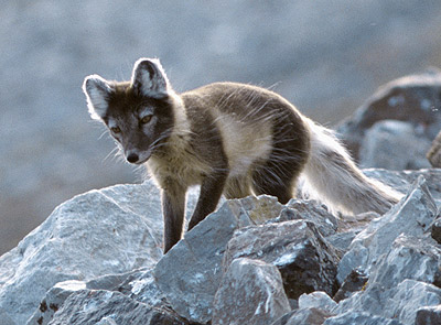 Did Arctic fox evolve from Himalayas? – Eye on the Arctic