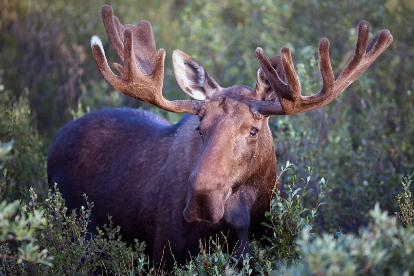 Bull Moose