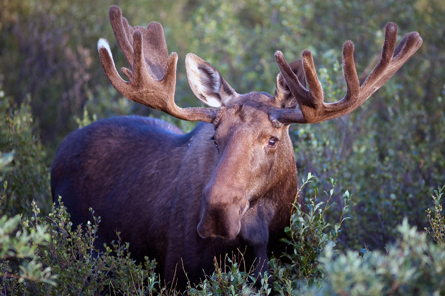 1500px x 1000px - Moose / Elk Facts and Adaptations - Alces alces