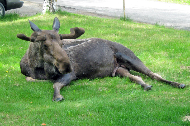 A young bull moose relaxing on a suburban lawn