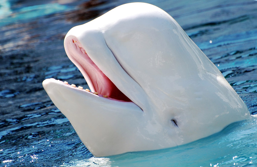Beluga - white whale
