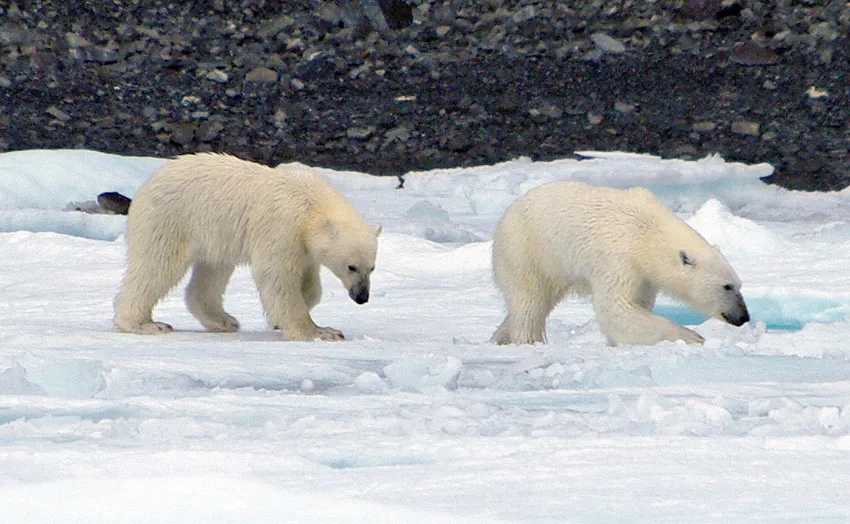 Polar bear