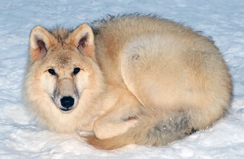 Arctic wolf