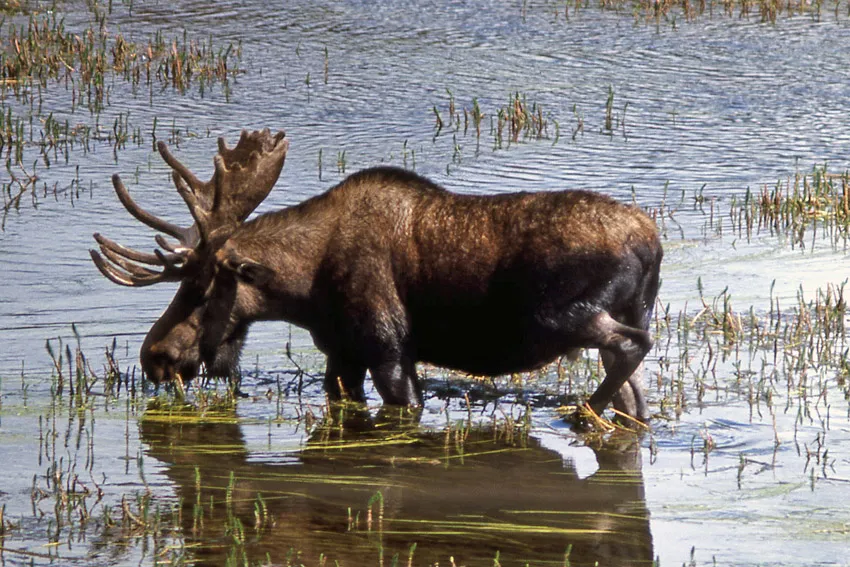 Moose / Elk