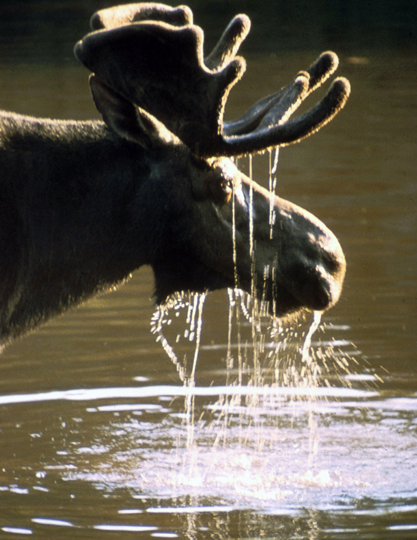 Moose / Elk