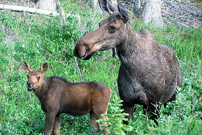 Moose / Elk Facts and Adaptations - Alces alces