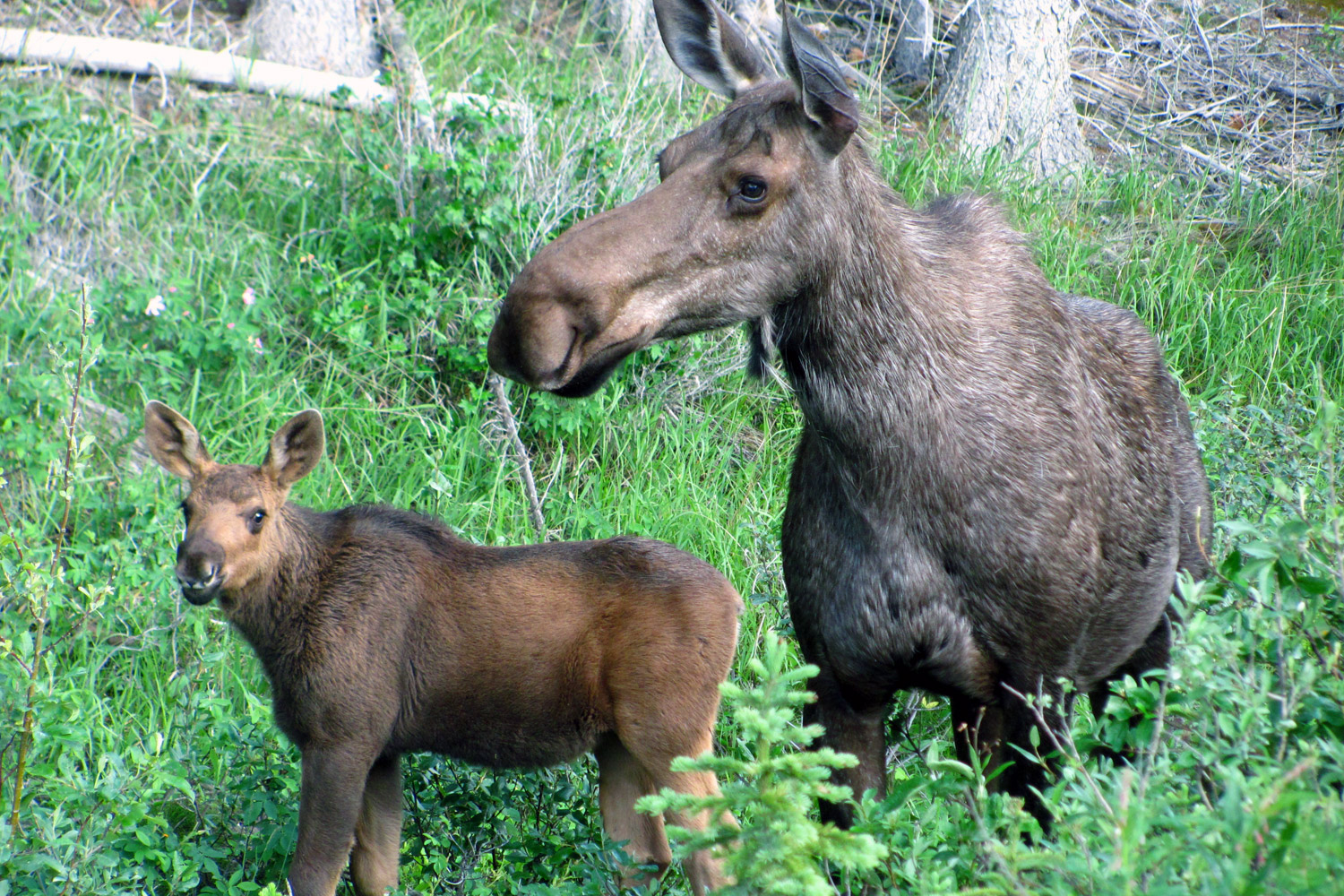 moose v elk