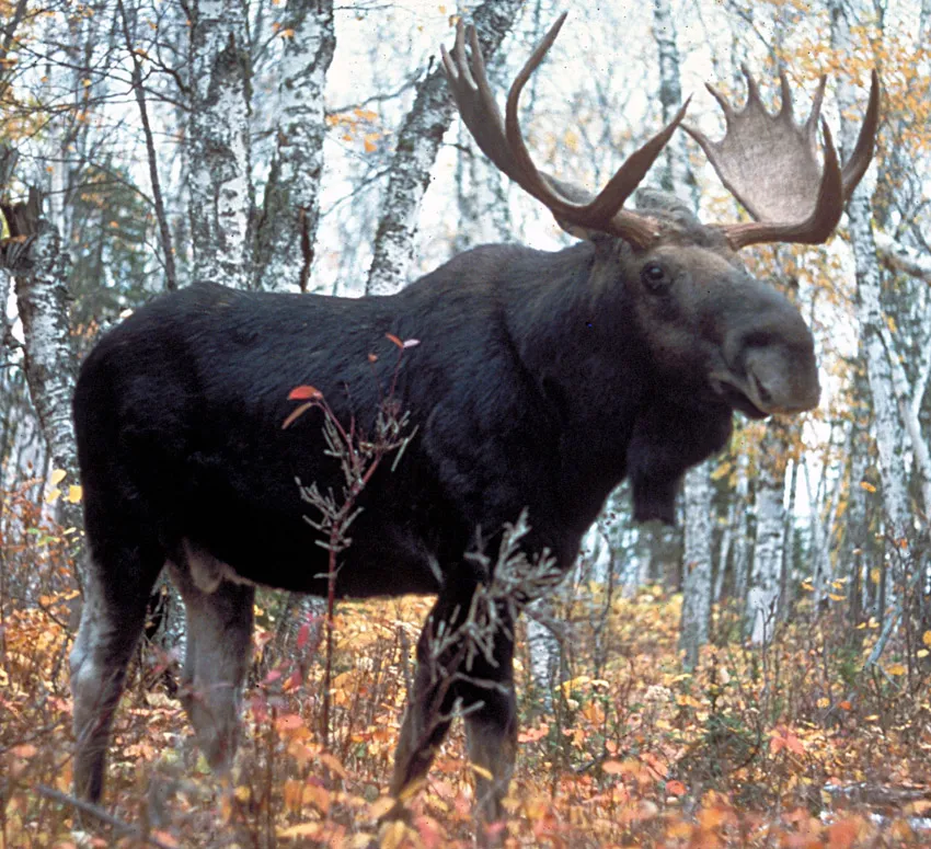 Moose / Elk