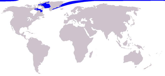 narwhal habitat map