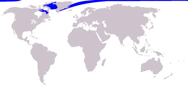 Narwhal distribution