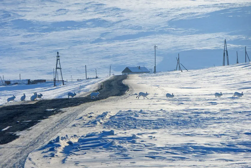 Arctic Hare