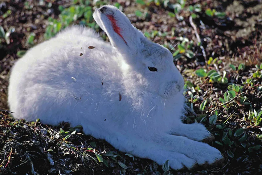 Arctic Hare