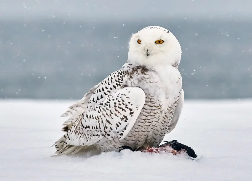 snowy owl