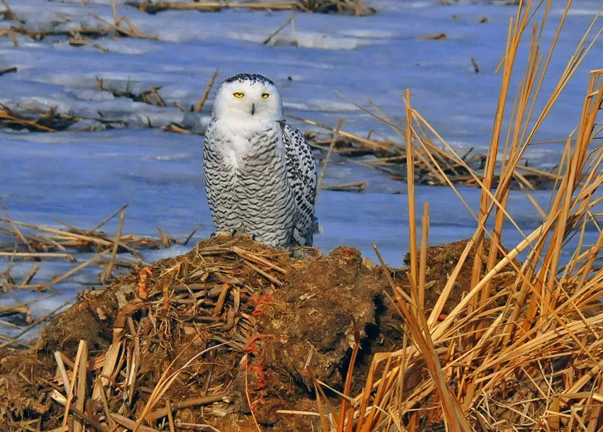 snowy owl