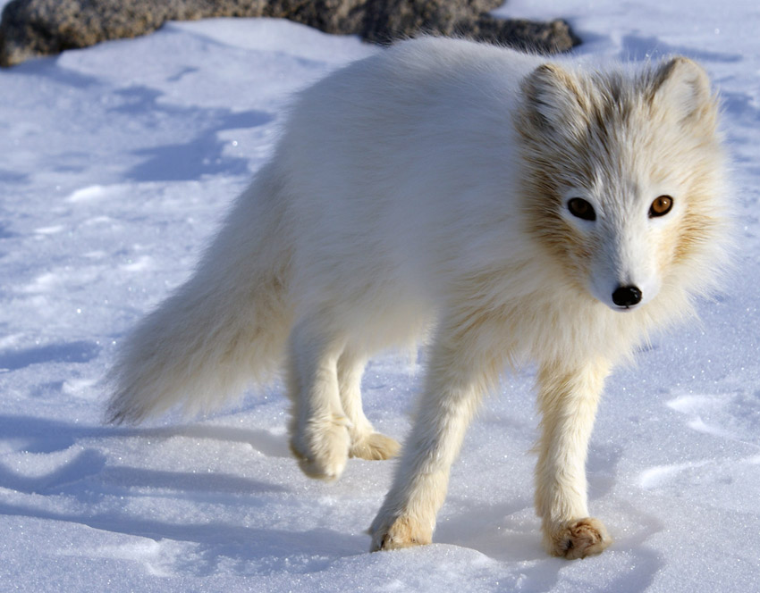Arctic fox in winter coat