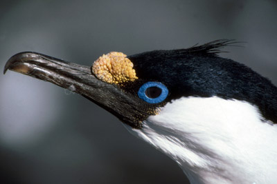 Blue eyed or Imperial shags