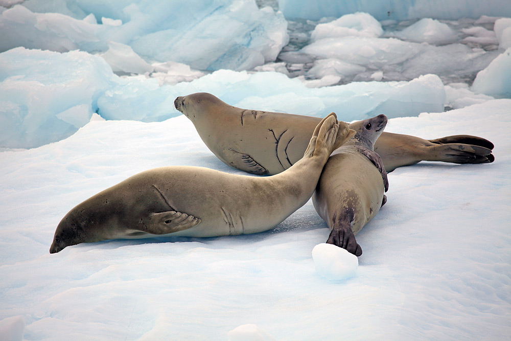 Crabeater Seals Lobodon Carcinophagus Antarctica Fact File