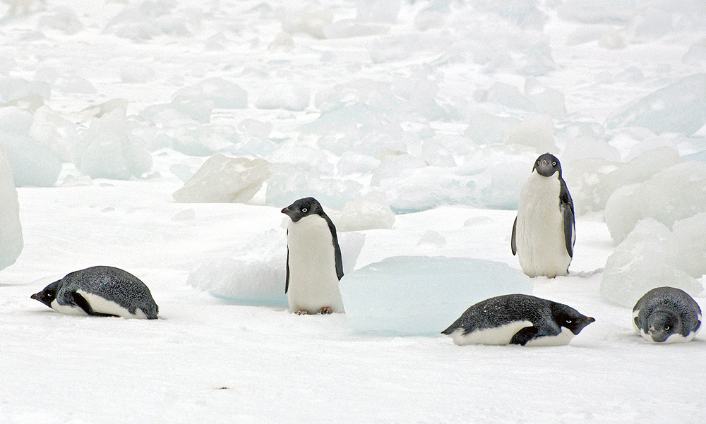 Adelie penguins - Antarctica fact file, wildlife