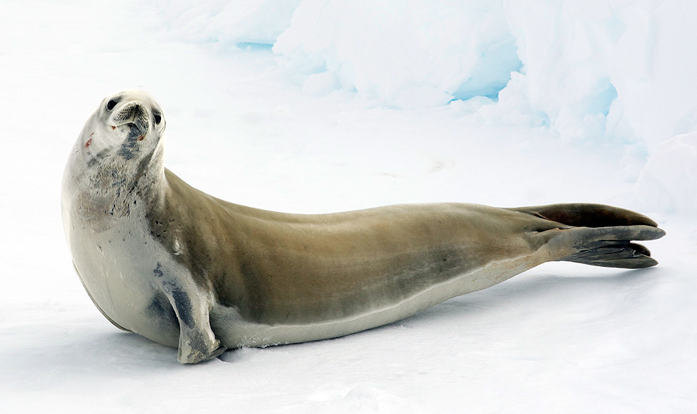 Crabeater Seals Teeth