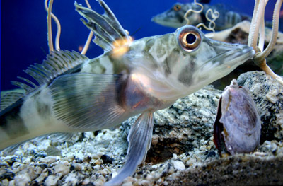 Antarctic ice fish facts