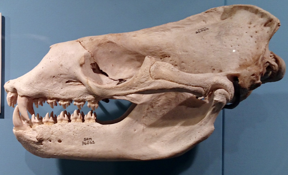 leopard seal eating human