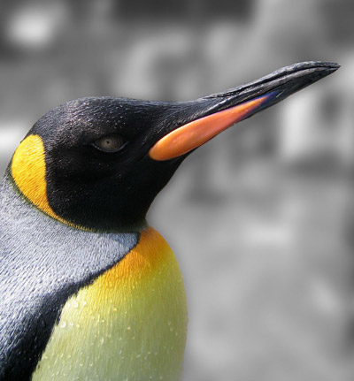 King penguin head