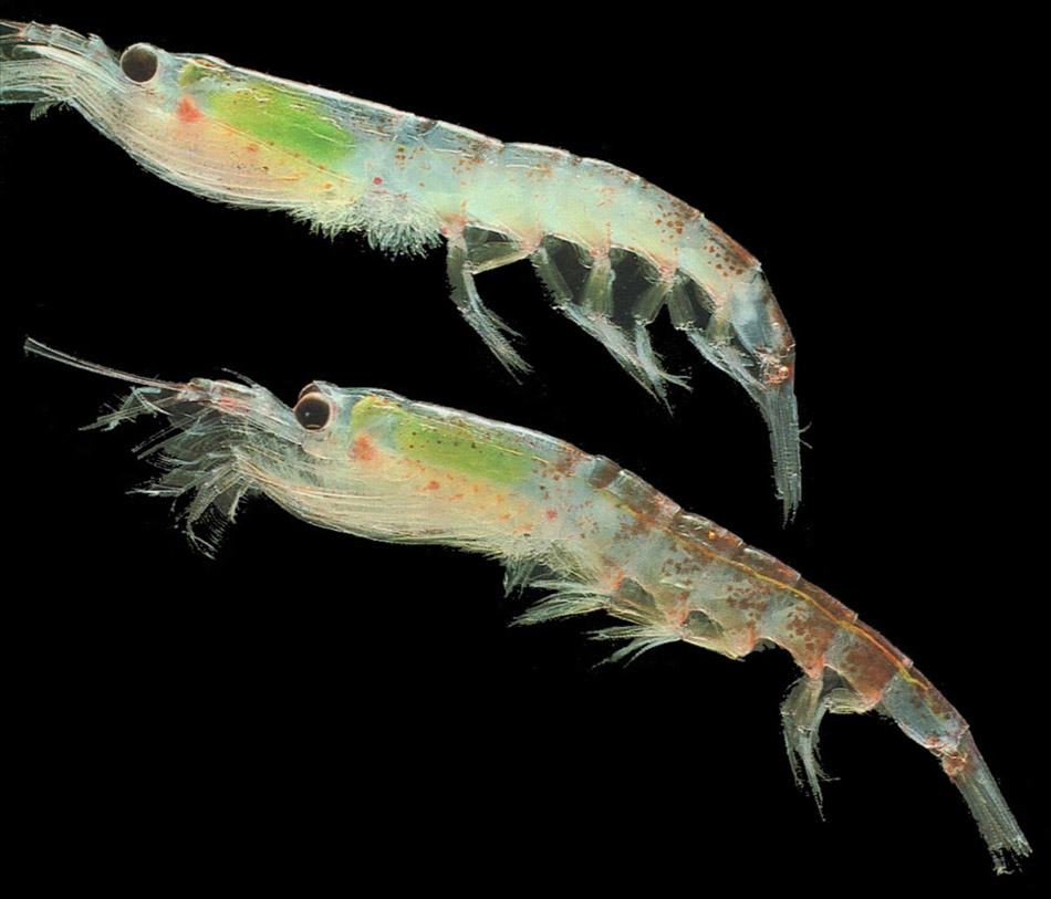 Even the lowly krill can live up to 10 years in Antarctica's frigid seas