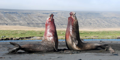 Southern Elephant seal