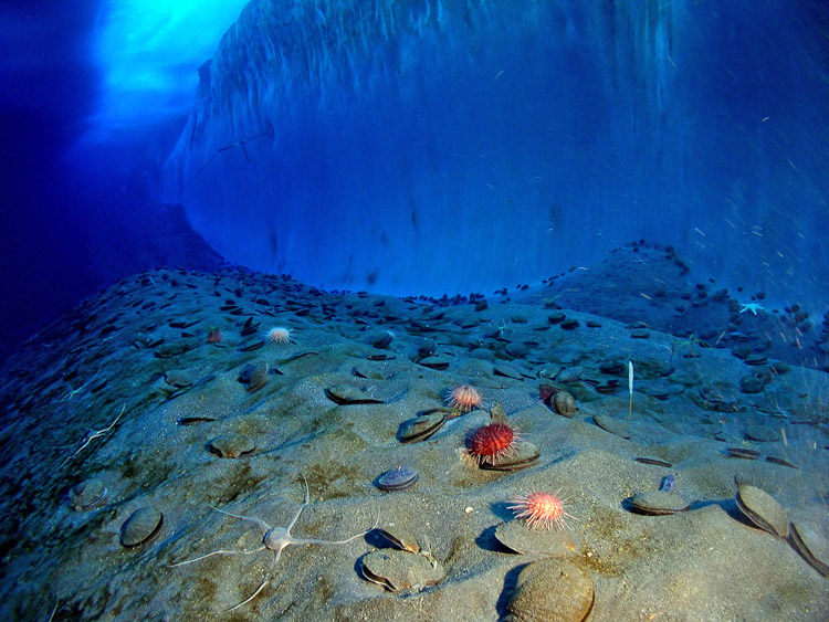 Underwater mcmurdo sound