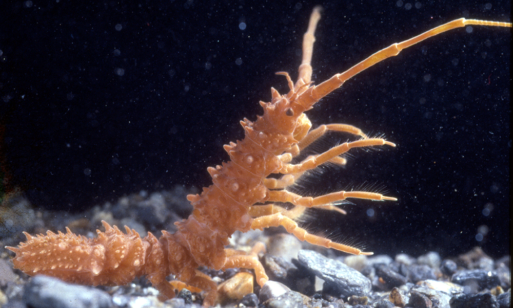 giant sea spider like organism in antarctic waters