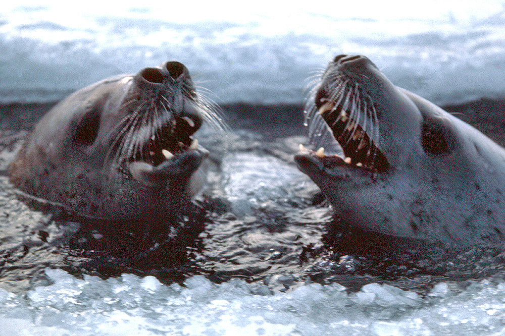 Crabeater Seals - Lobodon carcinophagus - Antarctica fact file