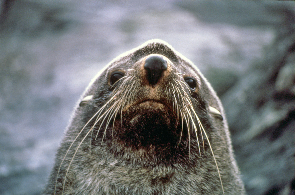 Southern Fur seal