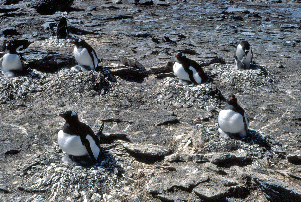 penguin bird nest