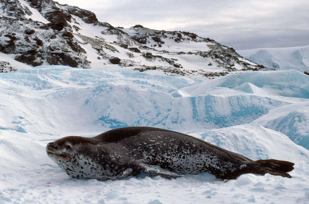 baby leopard seals