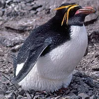 Macaroni penguin