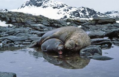 Southern Elephant seal