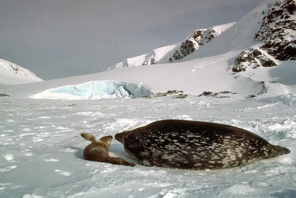 Weddell Seal, mother and pup