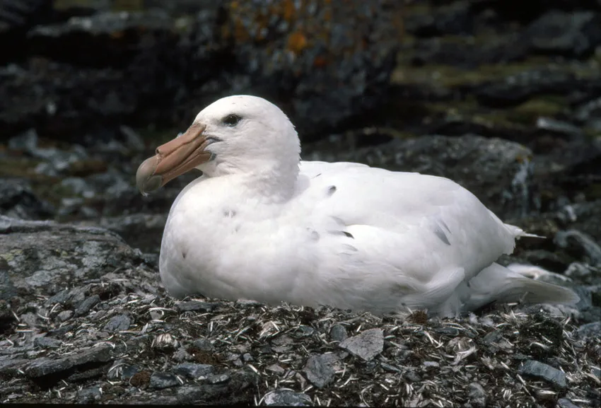 Giant petrel